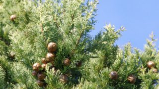 111206hosoitosugi 111206hosoitosugi