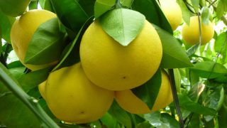 138986072991270277225_P1040553 138986072991270277225_P1040553