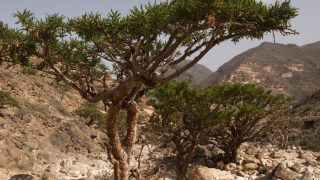 151116_huran03 151116_huran03