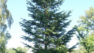 Abies_sachalinensis_var._mayriana_-_Bergianska_trädgården_-_Stockholm,_Sweden_-_DSC00511 Abies_sachalinensis_var._mayriana_-_Bergianska_trädgården_-_Stockholm,_Sweden_-_DSC00511