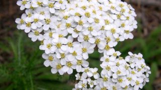 Achillea_millefoliumWEB Achillea_millefoliumWEB