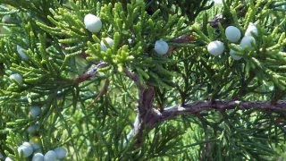 Cedarwood-736 Cedarwood-736