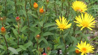 Inula_hirta_ENBLA03 Inula_hirta_ENBLA03