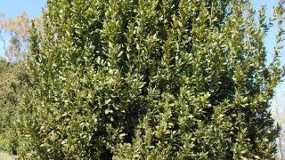 Laurus-nobilis-2 Laurus-nobilis-2