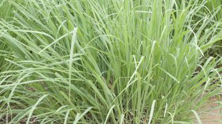 Lemongrass-Plant-11 Lemongrass-Plant-11