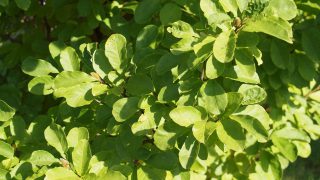 OLYMPUS DIGITAL CAMERA OLYMPUS DIGITAL CAMERA