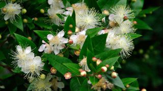 Myrtus-Communis-3 Myrtus-Communis-3