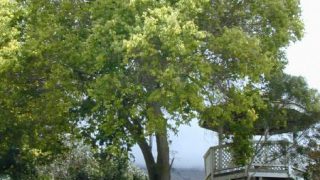 Starr_010419_0038_cinnamomum_camphora Starr_010419_0038_cinnamomum_camphora