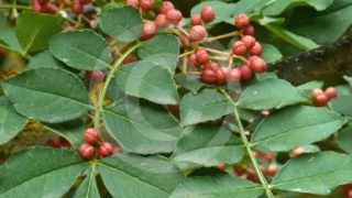 Zanthoxylum-piperitum-main Zanthoxylum-piperitum-main