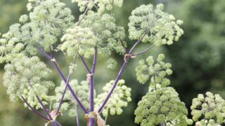 angelica-top angelica-top