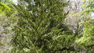 Abies_firma_Bagnères-de-Luchon_(3) Abies_firma_Bagnères-de-Luchon_(3)