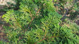 chamaecyparis-obtusa_wells-special_001_600px chamaecyparis-obtusa_wells-special_001_600px