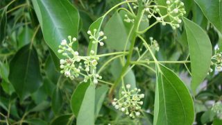 cinnamomum_camphora5 cinnamomum_camphora5