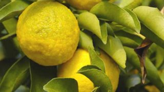 citrus-junos-yuzu-agrume-rare-plant citrus-junos-yuzu-agrume-rare-plant