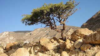 commiphora-myrrha commiphora-myrrha