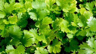 coriander-herb-leaves coriander-herb-leaves