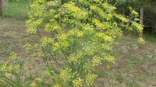 foeniculumvulgare46 foeniculumvulgare46