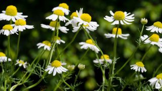german-chamomile-23606574_m_1024x1024 german-chamomile-23606574_m_1024x1024