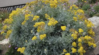 helichrysum2 helichrysum2