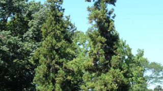 OLYMPUS DIGITAL CAMERA OLYMPUS DIGITAL CAMERA