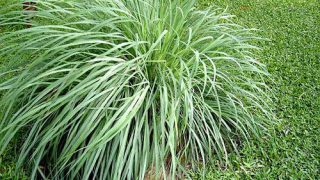 lemon-citronella-oil-ceylon-type-500×500 lemon-citronella-oil-ceylon-type-500x500