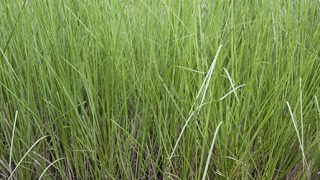 Vetiver Grass Vetiver Grass or Vetiveria zizanioides