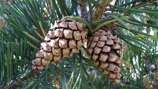 pinus_sylvestris_4 pinus_sylvestris_4