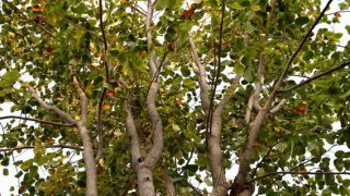 raktachandan1 raktachandan1