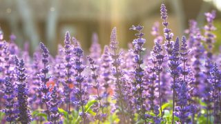 shutterstock_171474002 shutterstock_171474002