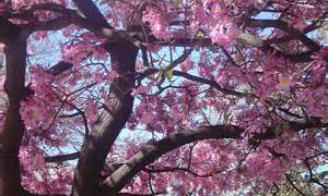 thSS9X0ER6 thSS9X0ER6