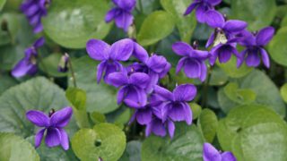viola_queencharlotte viola_queencharlotte