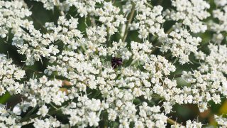 wild-carrot-592584_960_720 wild-carrot-592584_960_720