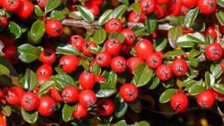 wintergreen-403 wintergreen-403