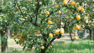 25801004461 25801004461