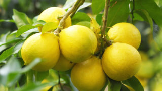 60_bergamotto_1 60_bergamotto_1