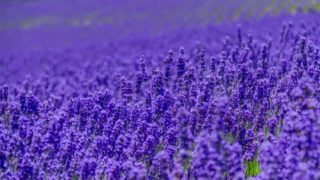 71195e6ecbc42b4d8cbbaede482f685d_s 71195e6ecbc42b4d8cbbaede482f685d_s