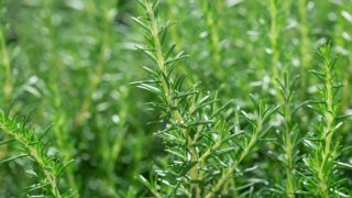 82954e770a2cd37e4f3879f08385bb58 82954e770a2cd37e4f3879f08385bb58