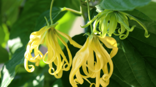 a-25-1-825×510 a-25-1-825x510