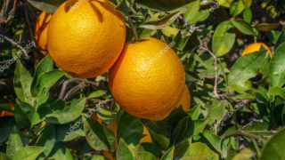Orange fruit on tree. Organic orange, orange citrus fruits on tree