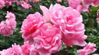 shutterstock_1181997634-w1280 shutterstock_1181997634-w1280