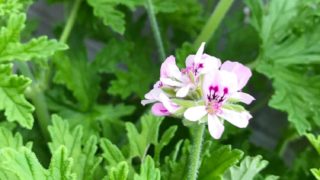 ニオイテンジクアオイ ニオイテンジクアオイ